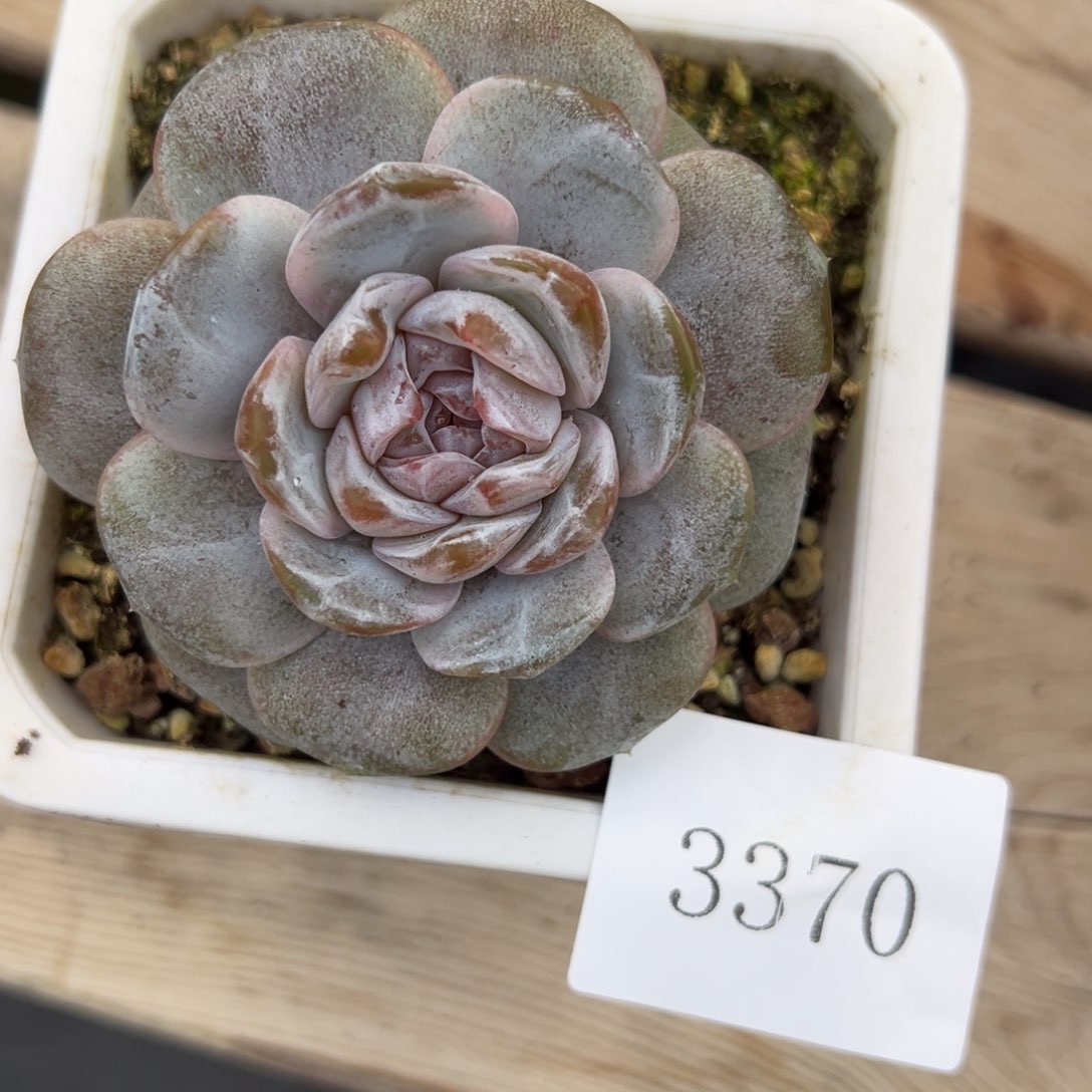 安*~3370肉肉肉肉肉肉