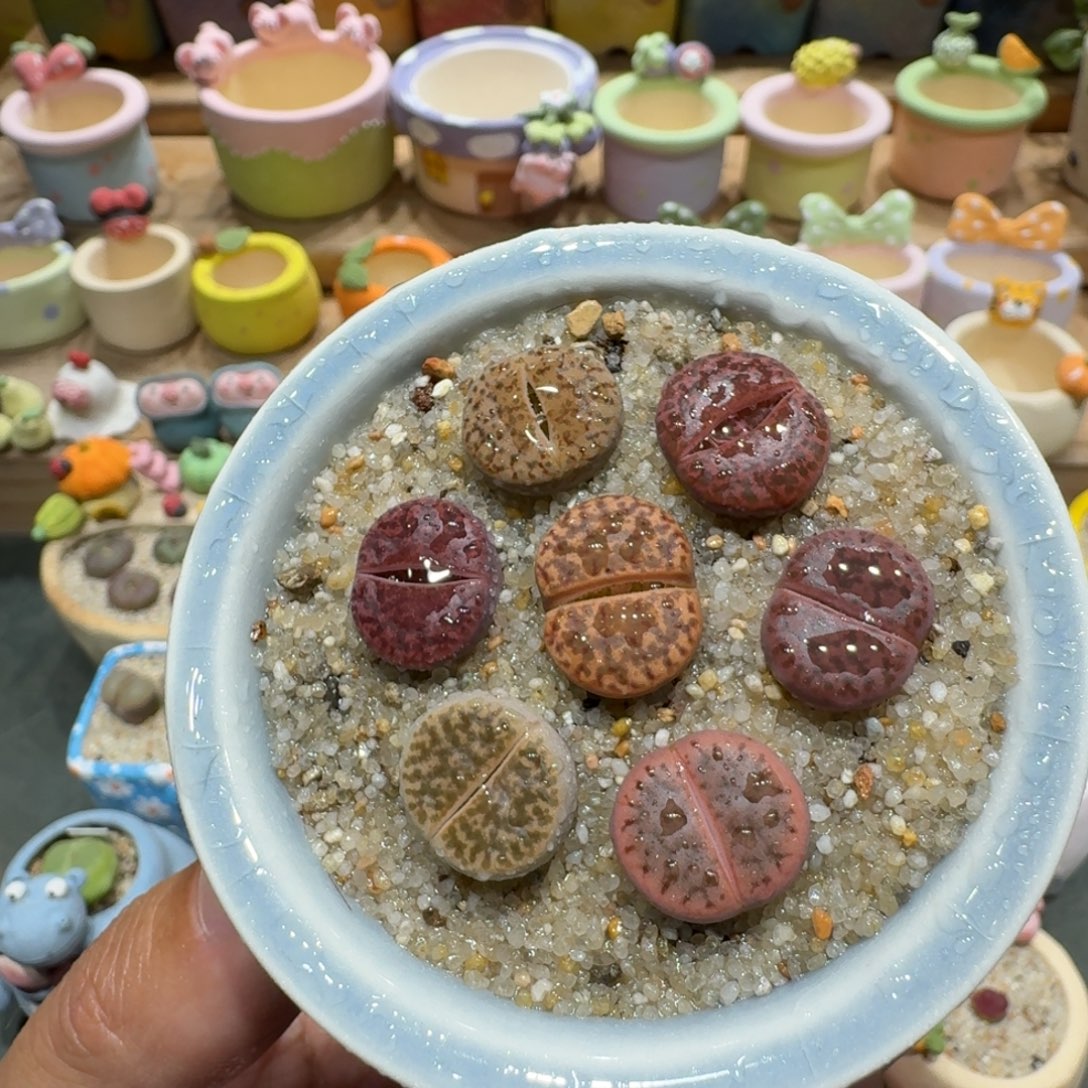 蘑菇1280紫折榴多肉植物