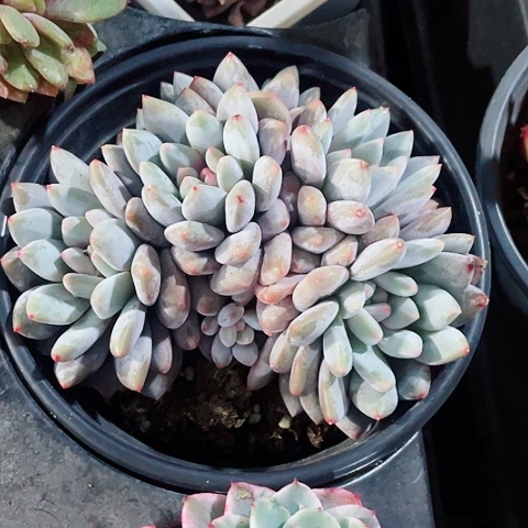 半夏48一盆5588566888