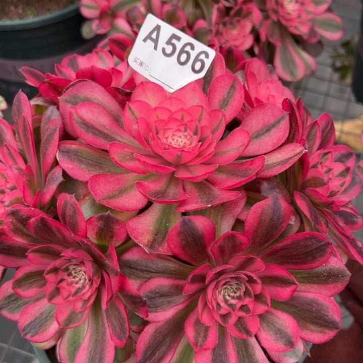 566荔枝20厘米左右