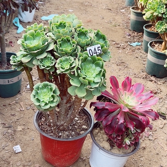 045绿羊绒老桩和美杜莎老桩