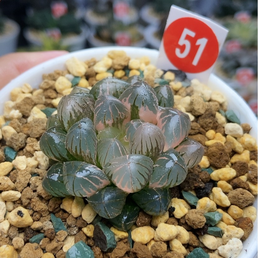 【闪购商品】51实生蓝镜锦