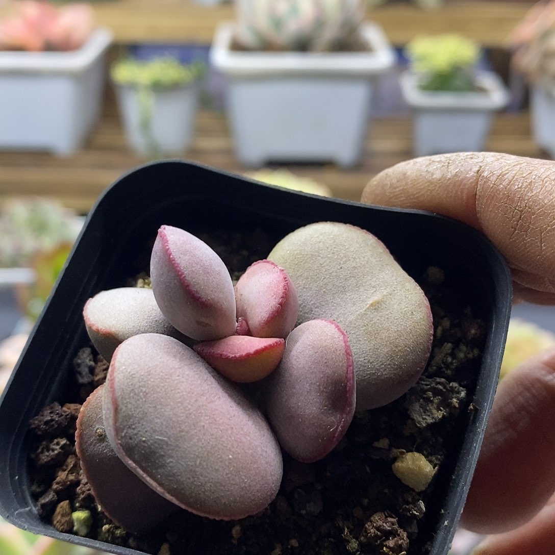 19151 水泡红蛋多肉