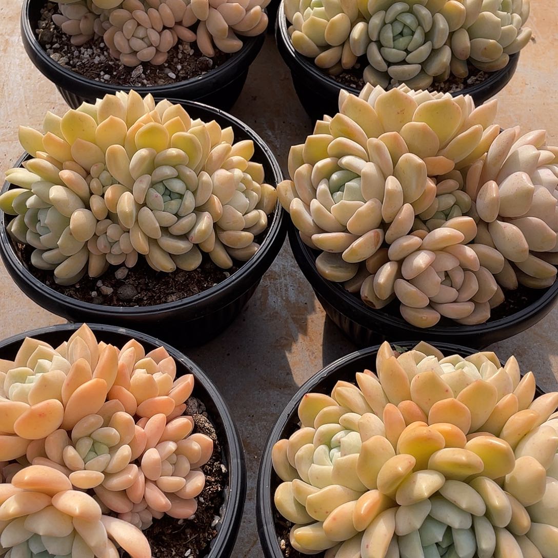 冰橙精控群生18厘米可挑