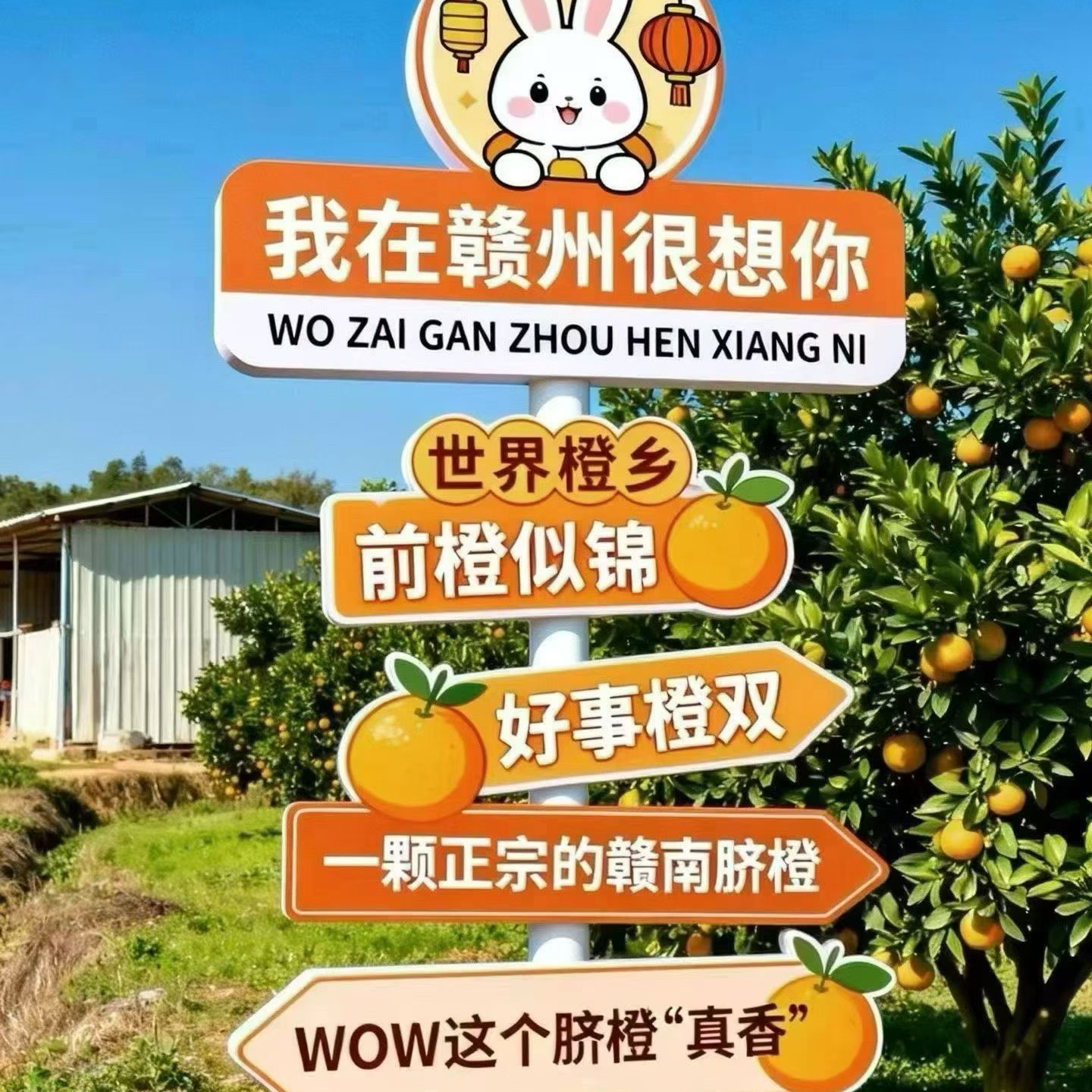 正宗江西赣南脐橙新鲜现摘甜橙子当季水果产地直发