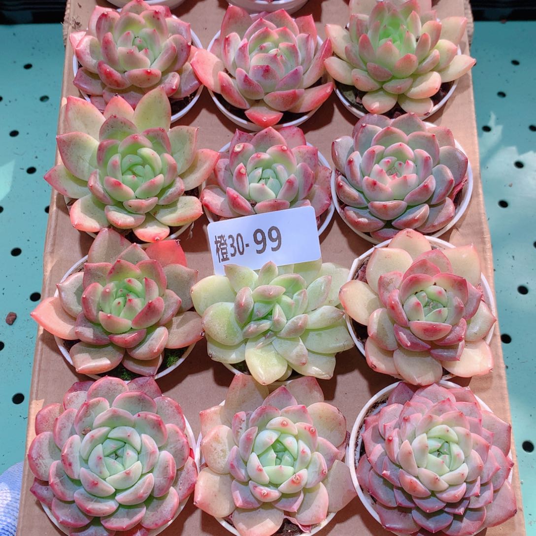 30-99一物一拍多肉带盆18颗