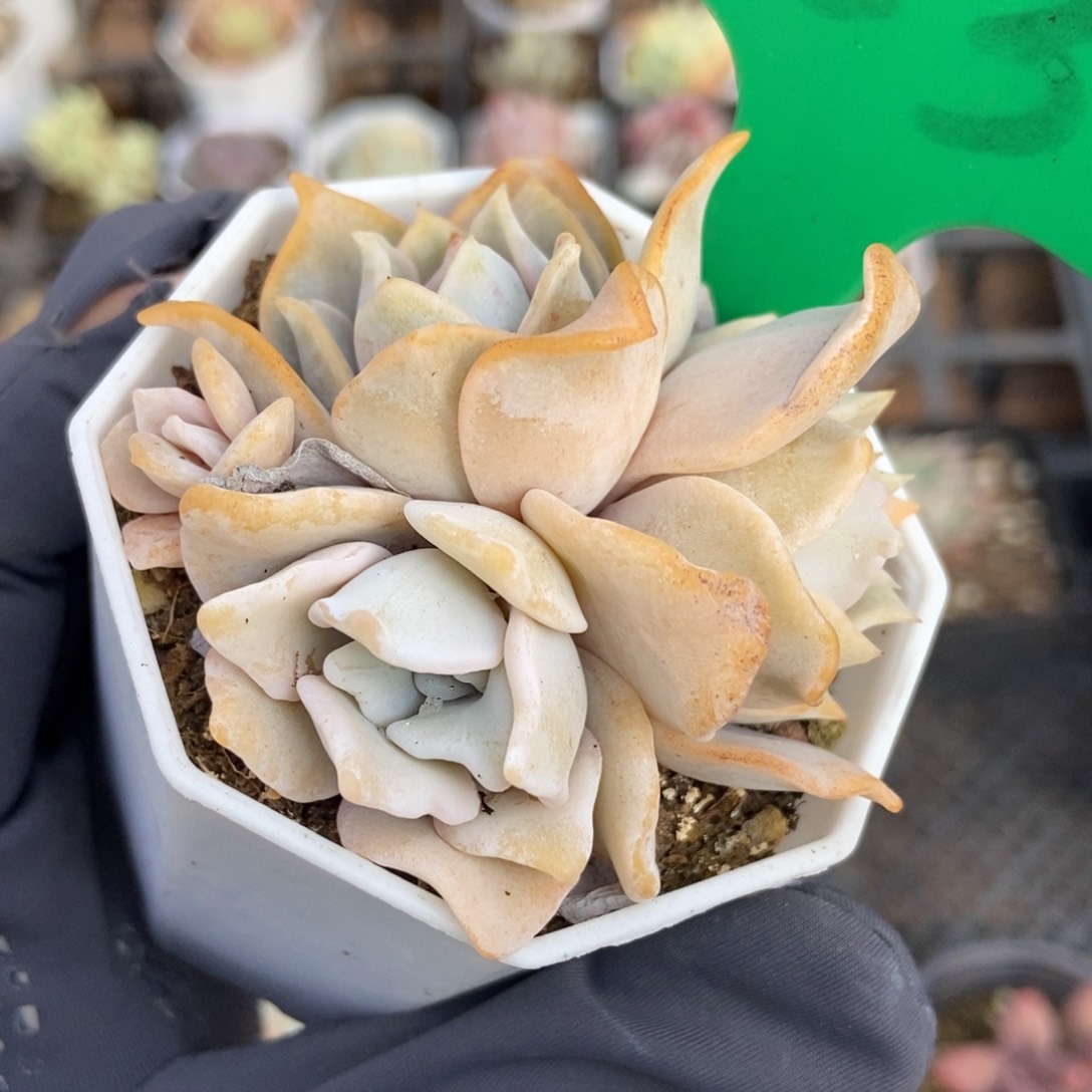 753饺子皮多肉植物