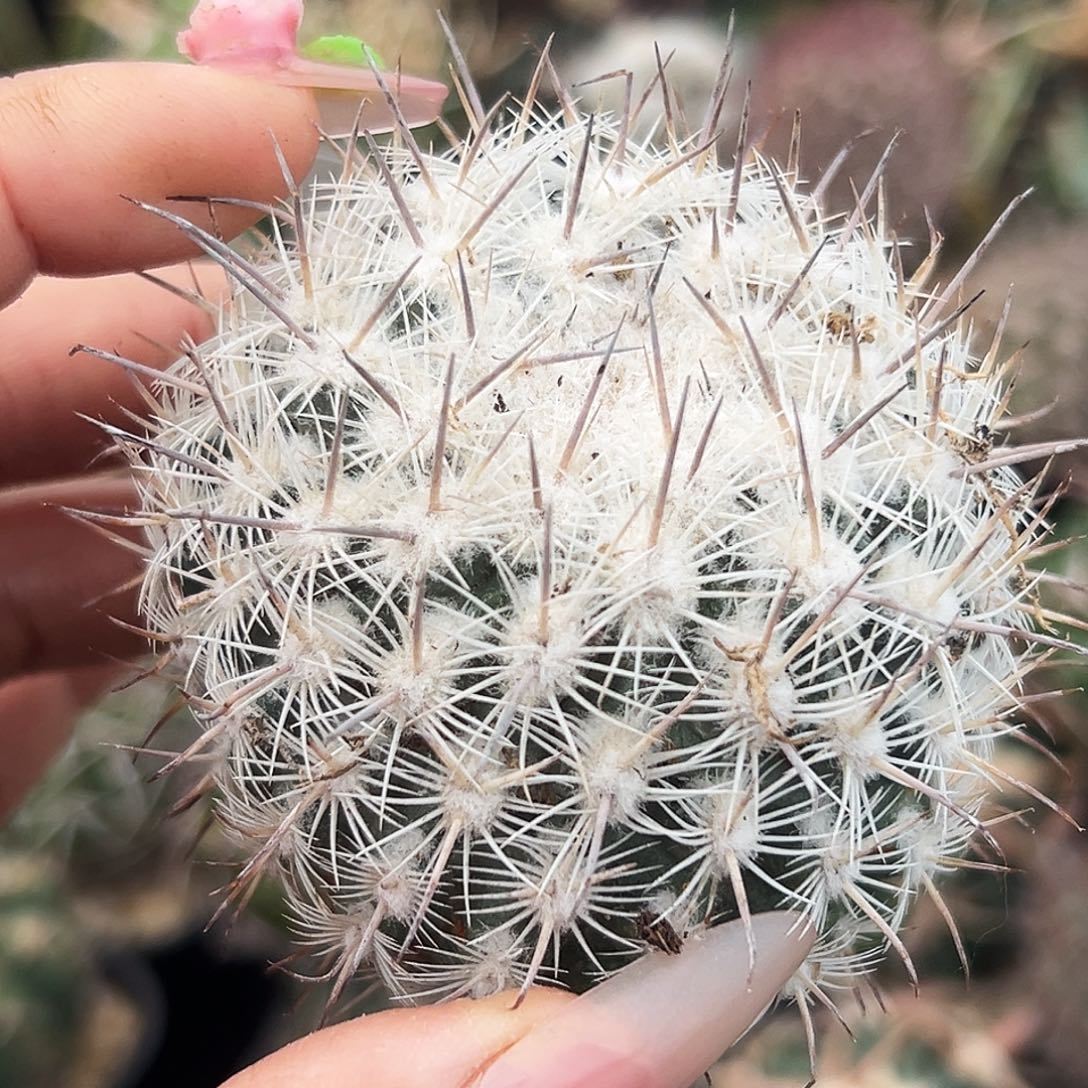 藤荣丸有根仙人球666666666