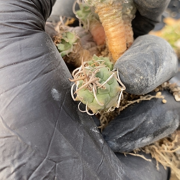 熊***猫娇丽八个福利一组