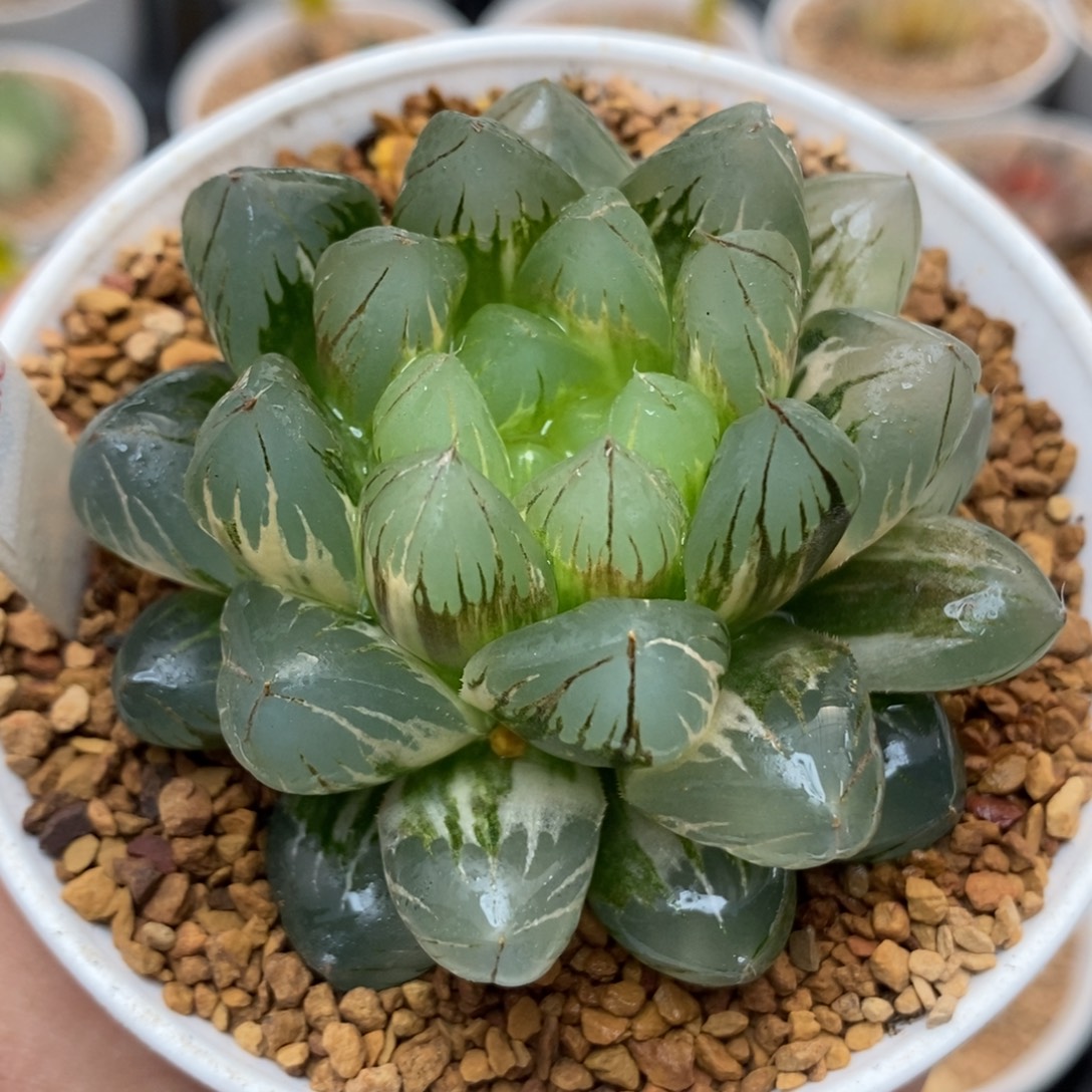 402水晶×冰川玉露锦