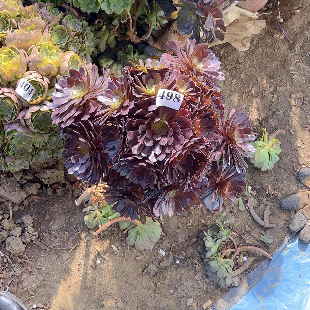 黑铜壶法师多肉1-5