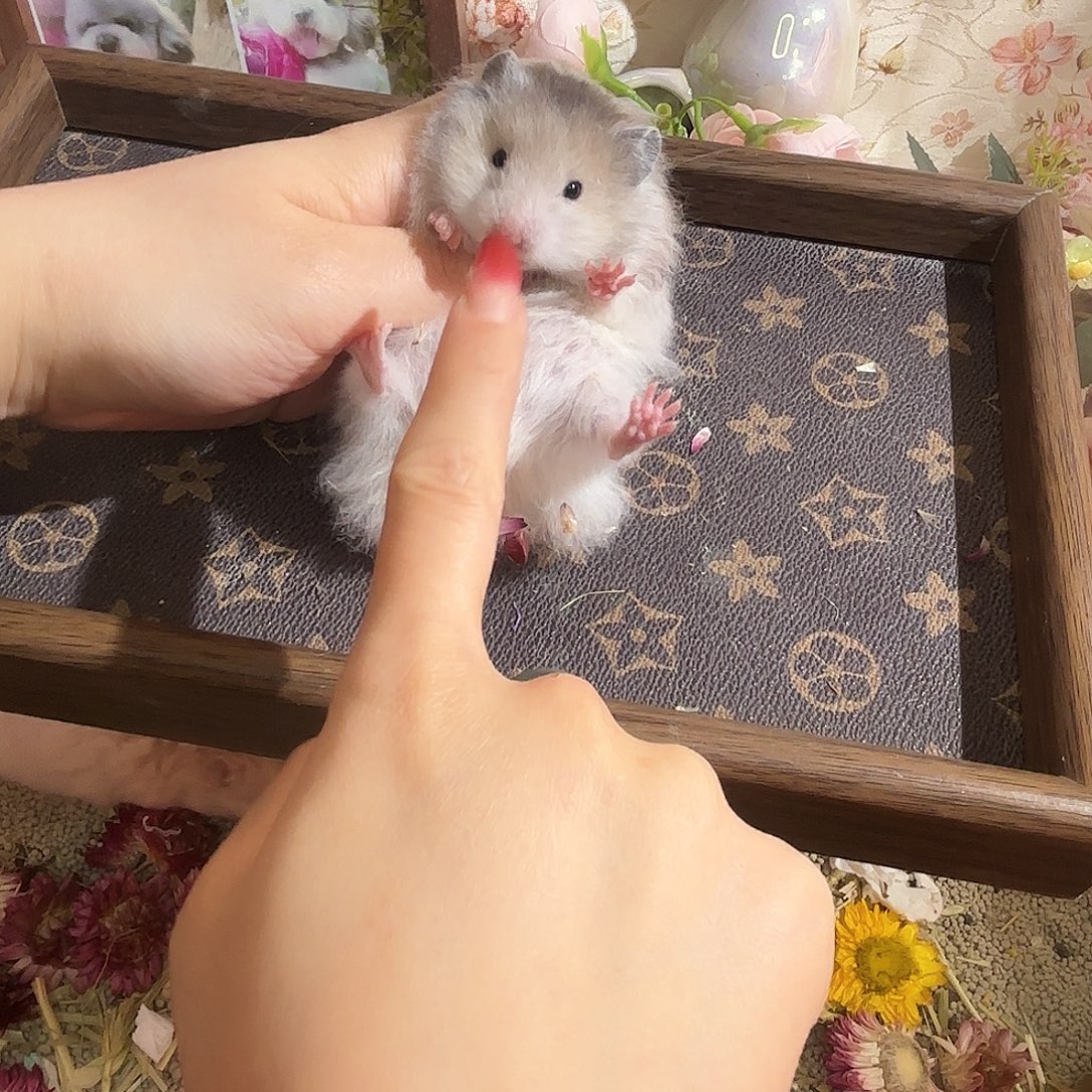 火波利直毛妹妹包邮