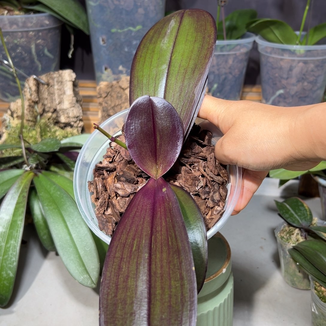 ****梗当前无花栽培后可以开花