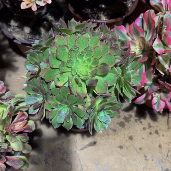 万花筒9.9多肉植物