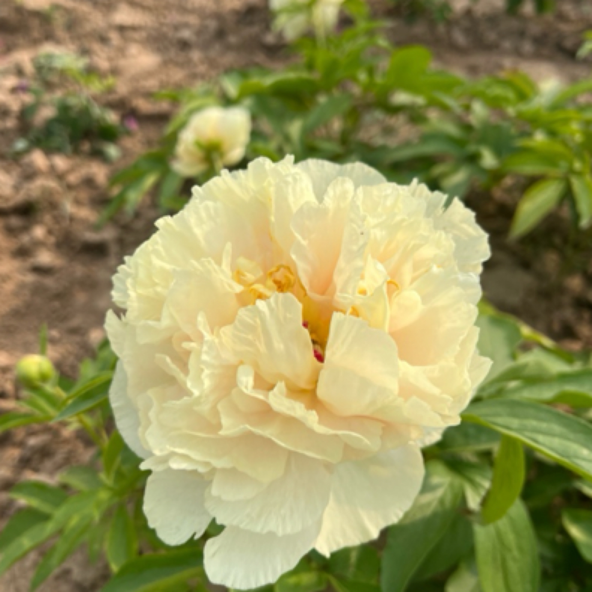菏泽芍药 阳光女孩 山东菏泽基地直发
