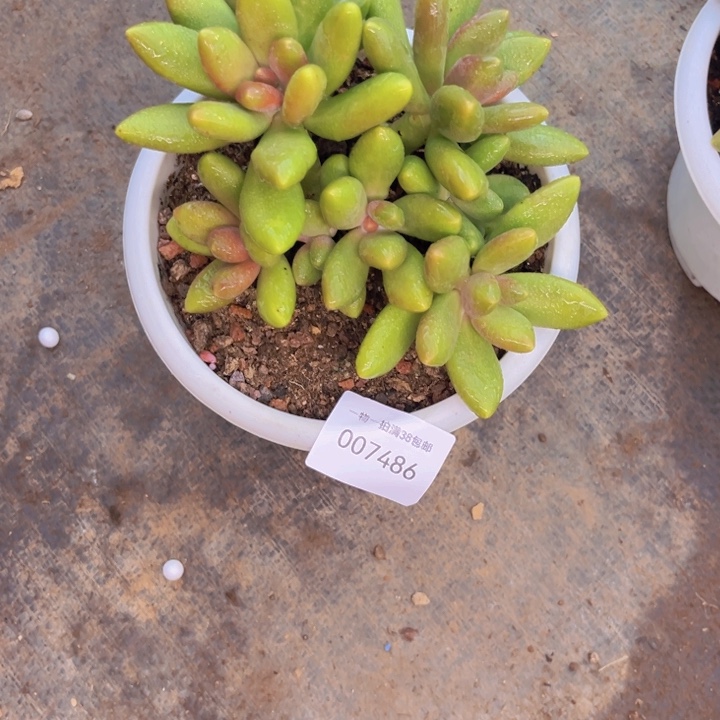 小***姐多肉一物一拍7486