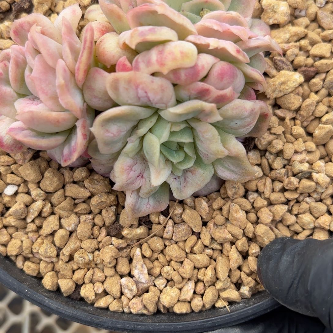 *****哈哈哈哈哈哈哈哈宝贝宝贝宝贝