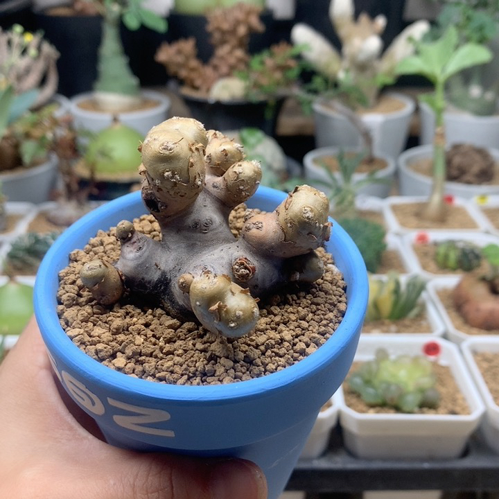 产地格加厚敦菊带盆福利