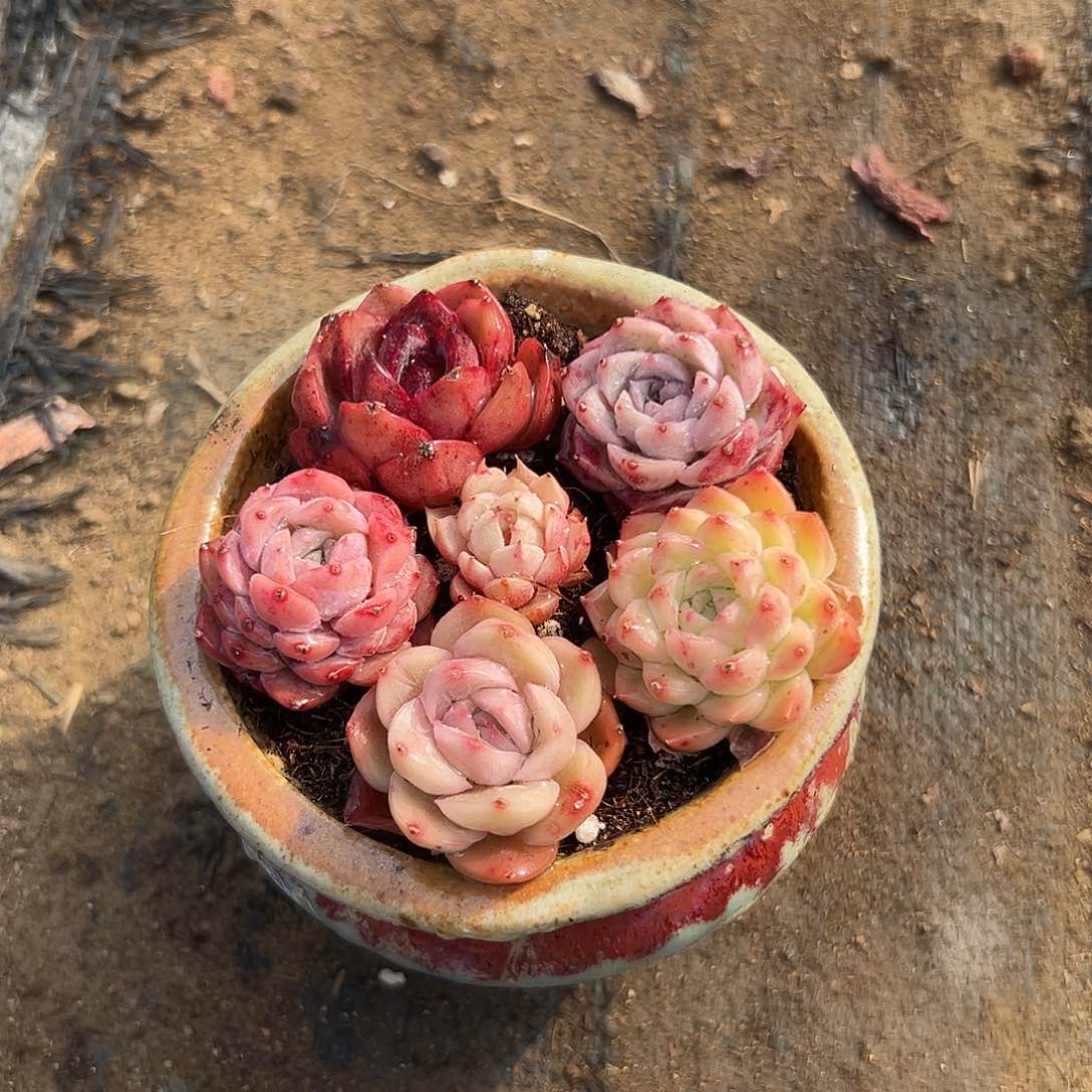 多肉植物组盆肉肉