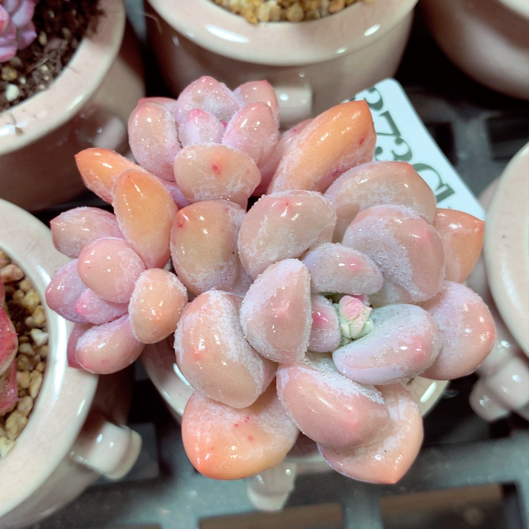 5厘米盆精控多肉373