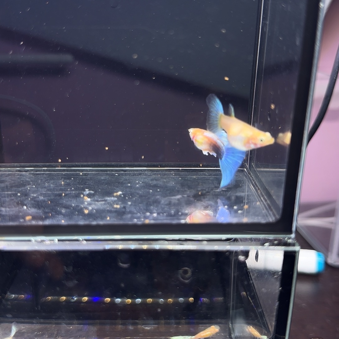 孔雀鱼黄化蓝礼服欧意一对