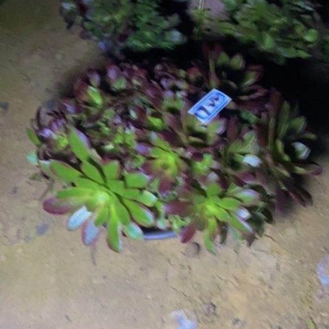 女王锦多肉缀多肉植物922多肉