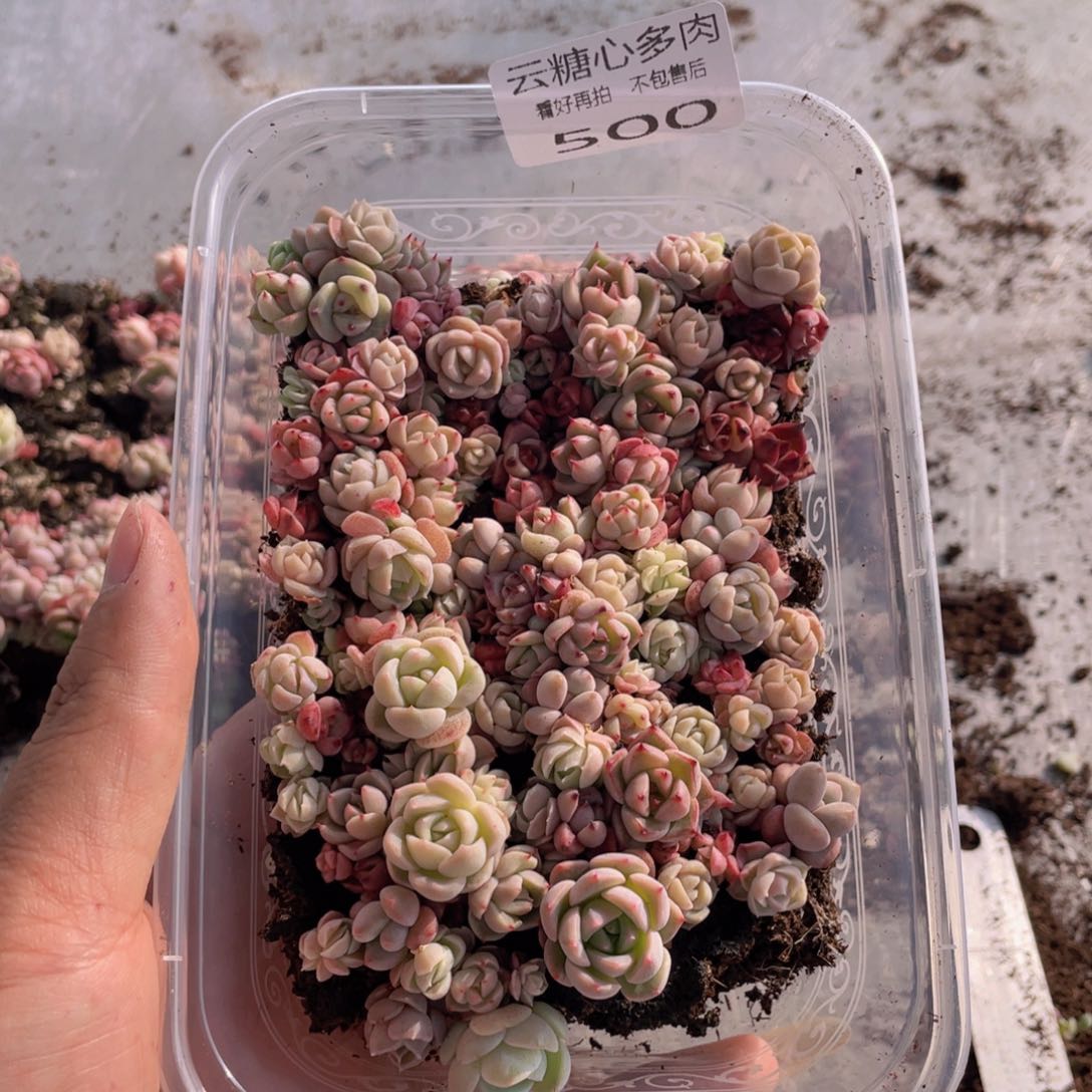 云糖心多肉植物500