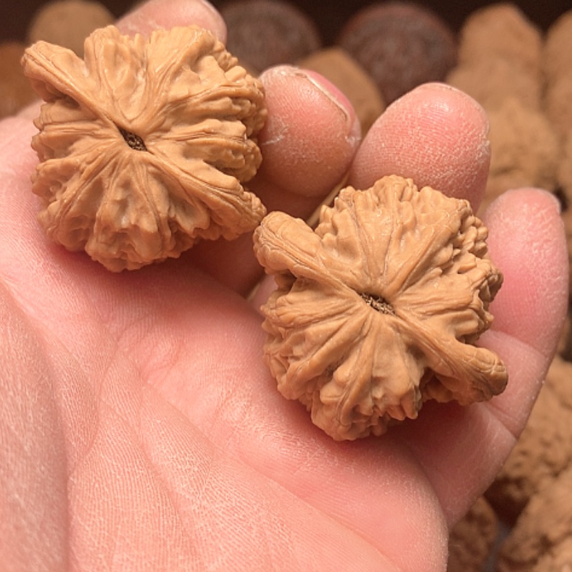 【闪购商品】石*麦穗虎