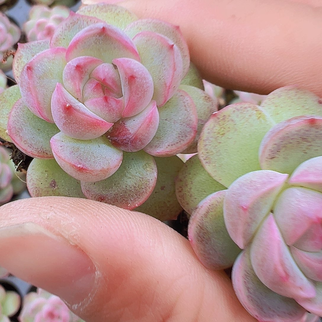 粉仙女5颗19包邮多肉