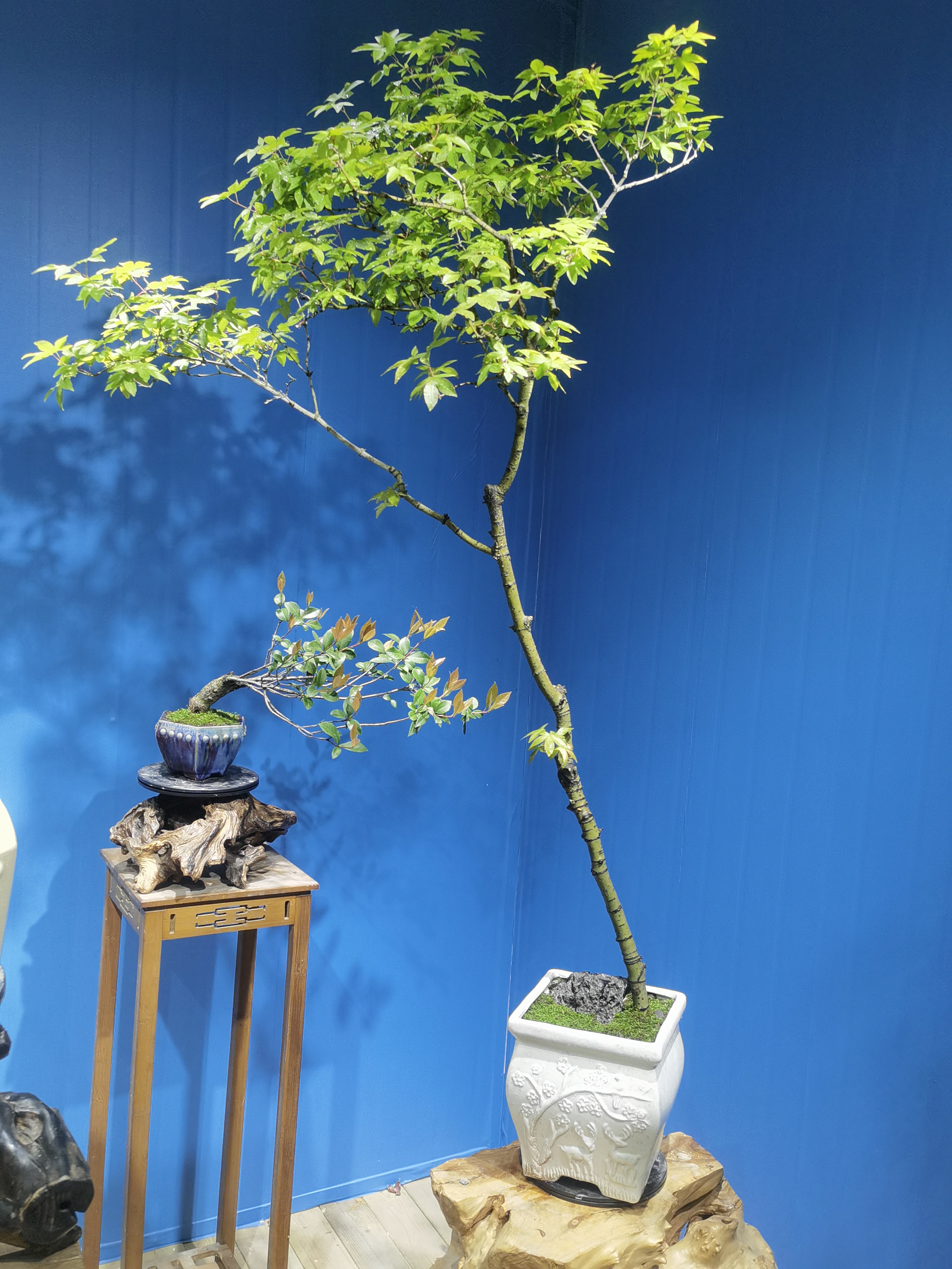 精品老桩海岛石枫盆景