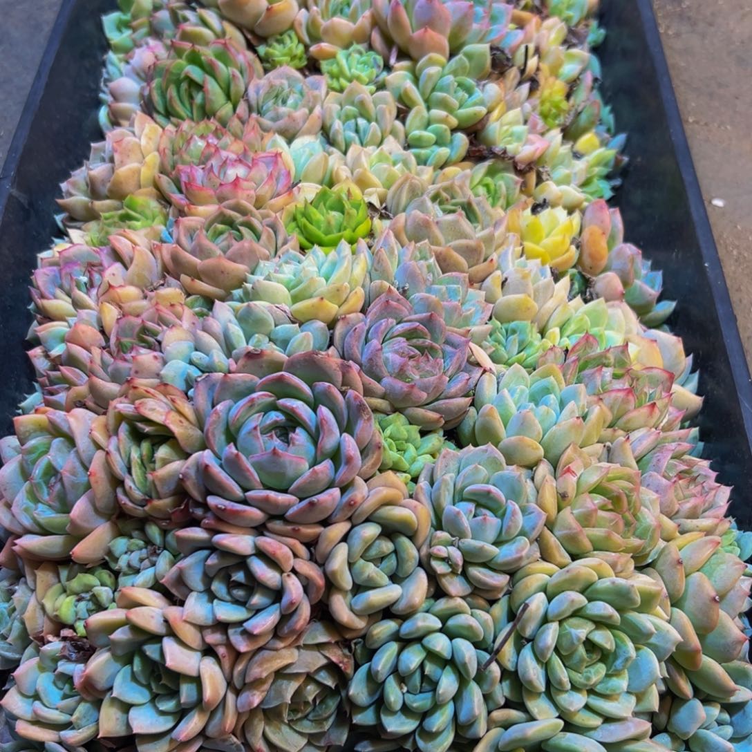 413多肉植物和植物在生长