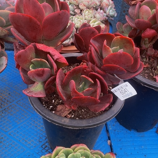 伴***…大唐玫瑰6041多肉