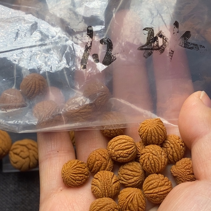 吊坠桃核秦岭山野生桃核