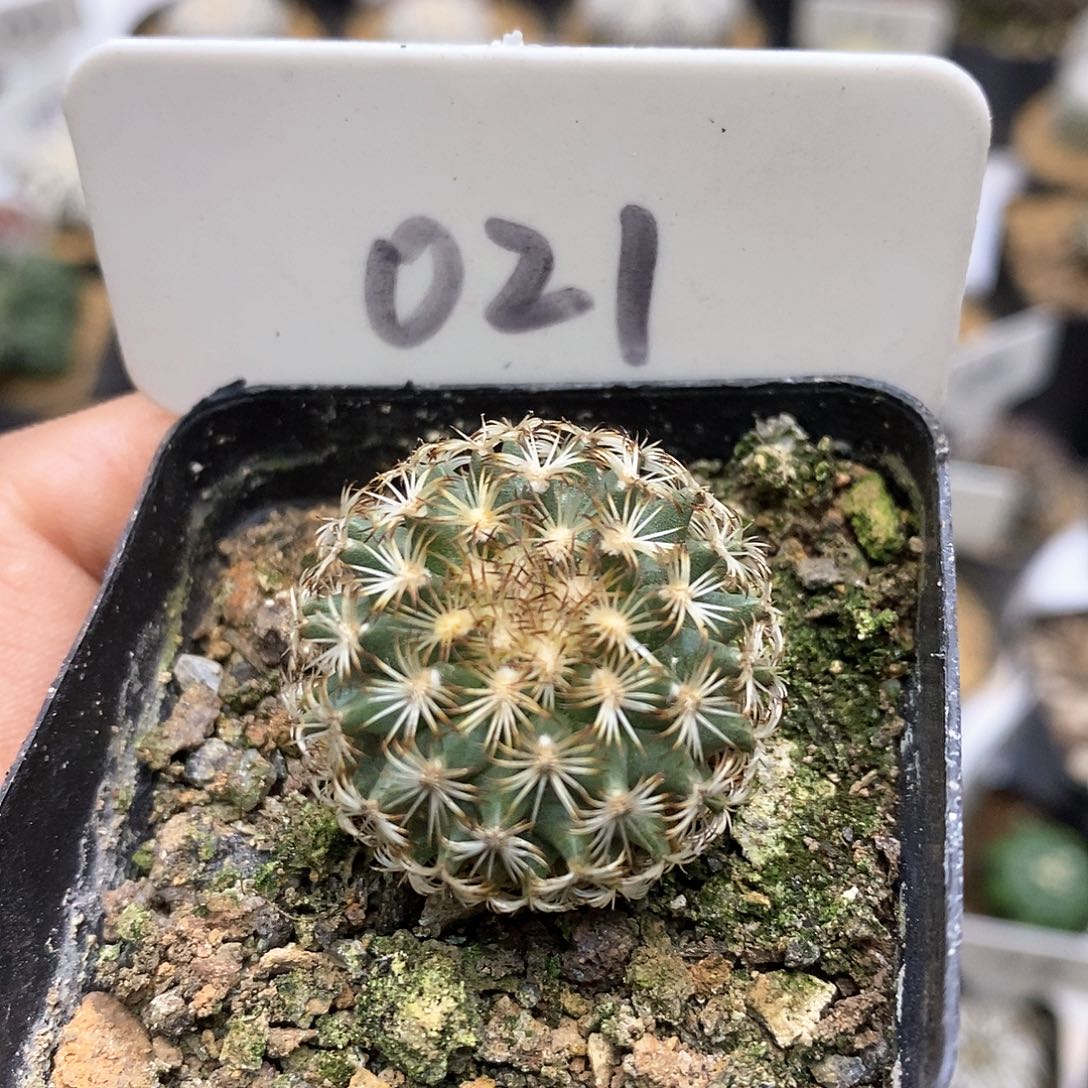 伊沙北啦福利特价来了