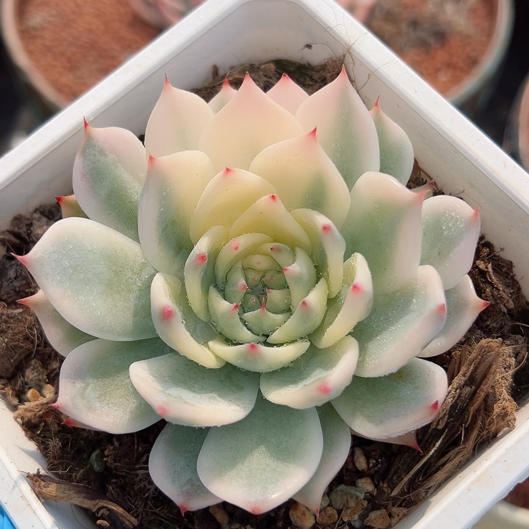 吉娃娃锦，半覆轮锦