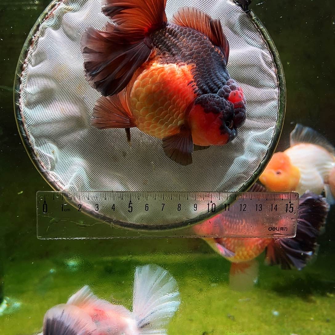 金鱼冷水金鱼百褶泰狮