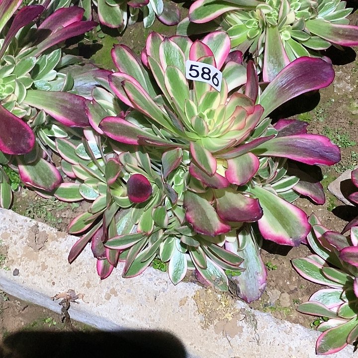 多肉植物法师586凤冠