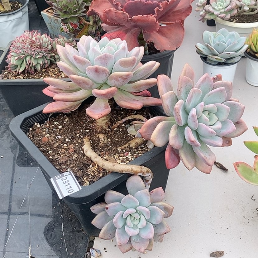 【闪购商品】奥普23110