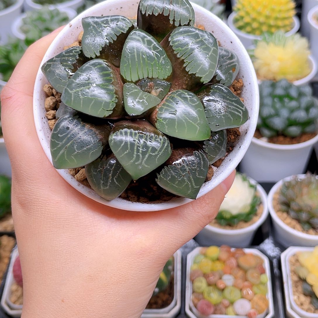 母本爱神克，原盆