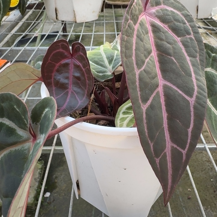 完全开放绝绝紫花烛