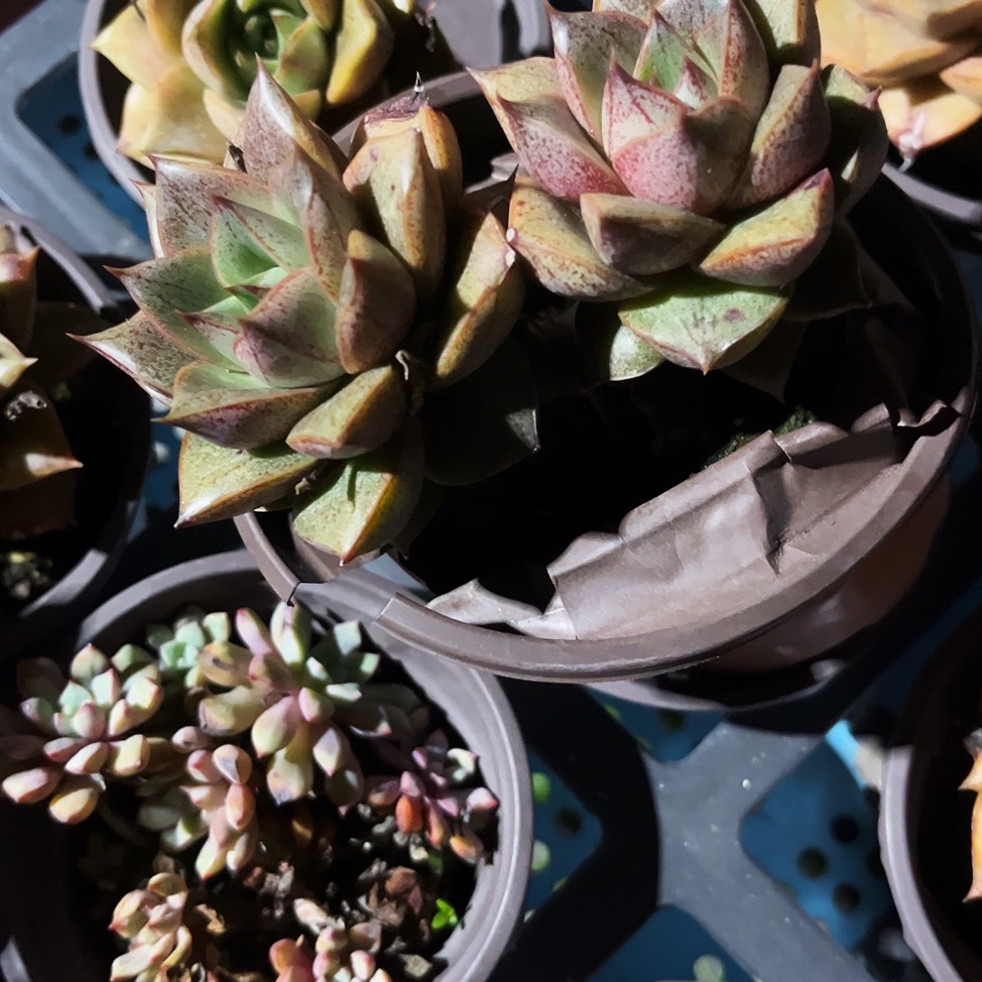 凤****131多肉植物提取天然草本配方