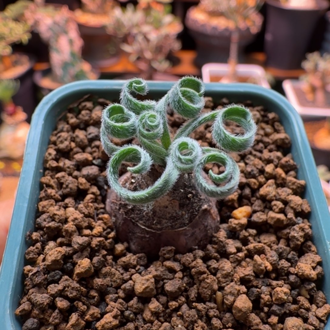 多毛特卷GL弹簧草438