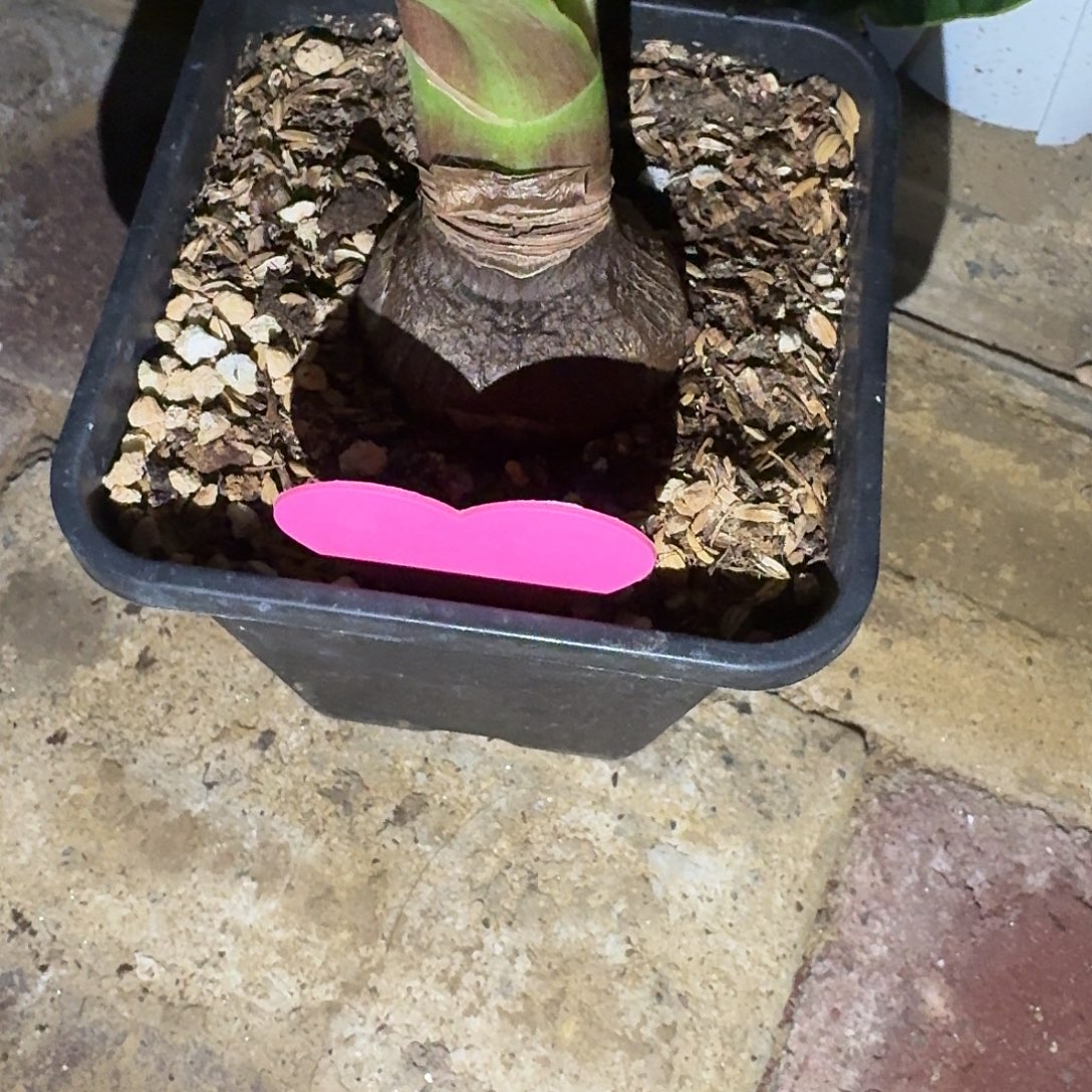 霓见星4.5厘米带盆发货一棵