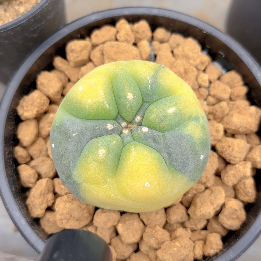 大尤锦G g g g g g g g g