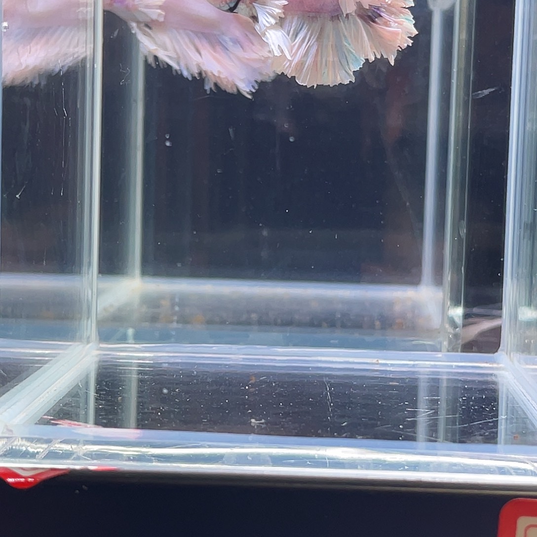 斗鱼印尼斗鱼，记得拍加热包009