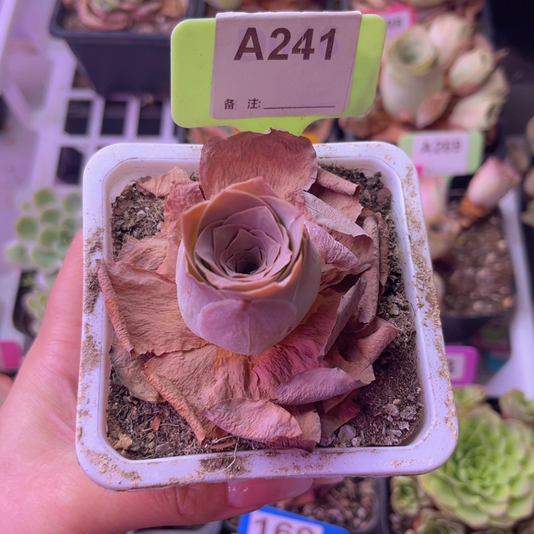 尖****?满山红玫瑰下播福利A241 裸根发