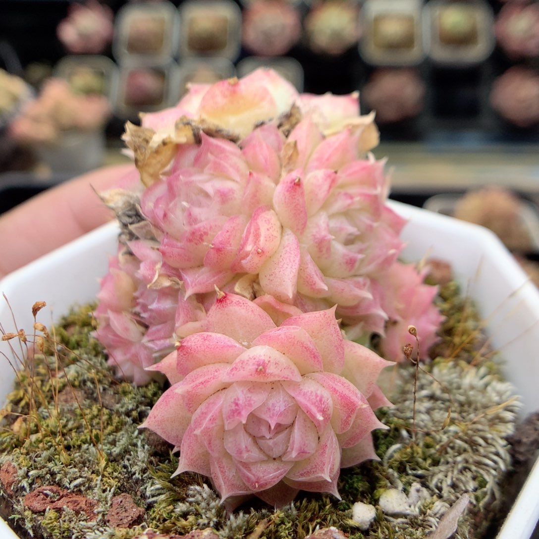 E24 ，20包邮两天凑单偏远不发货