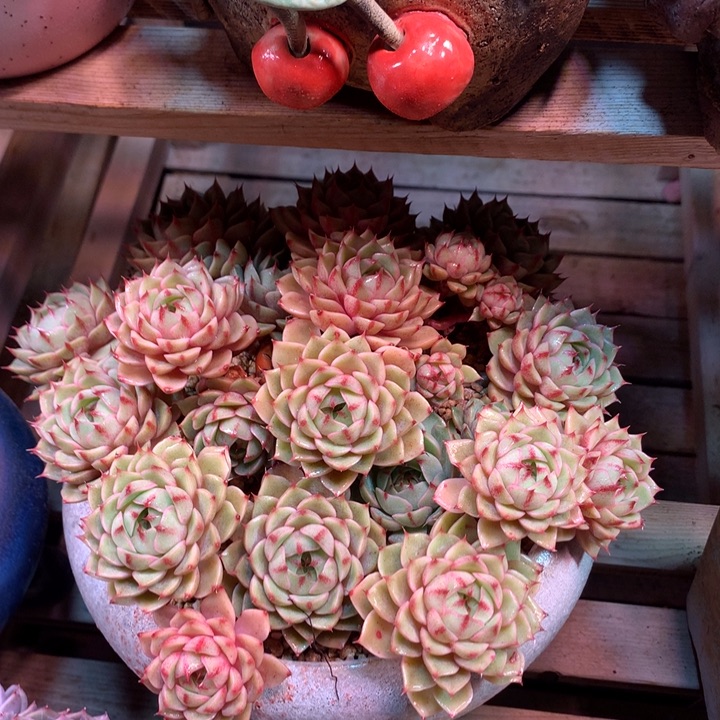 苯吧迪斯多肉植物