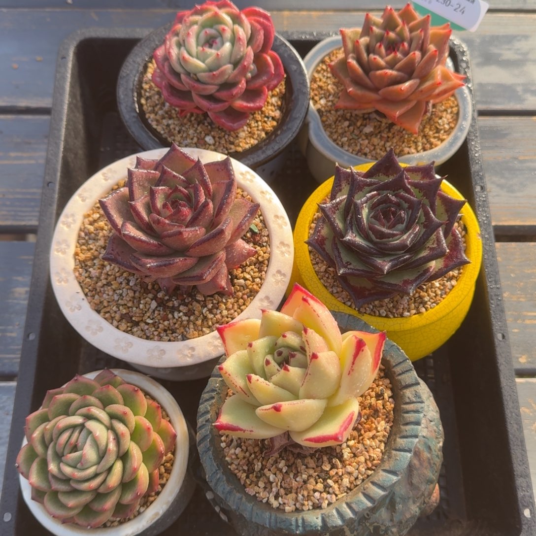 从前慢多肉精选编号1230.24