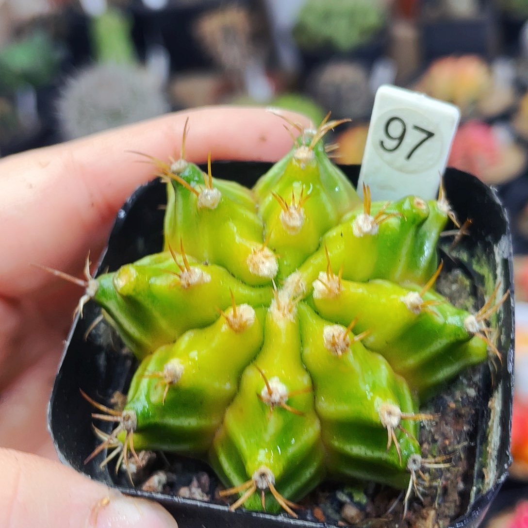 非偏远地区满25包邮仙人球